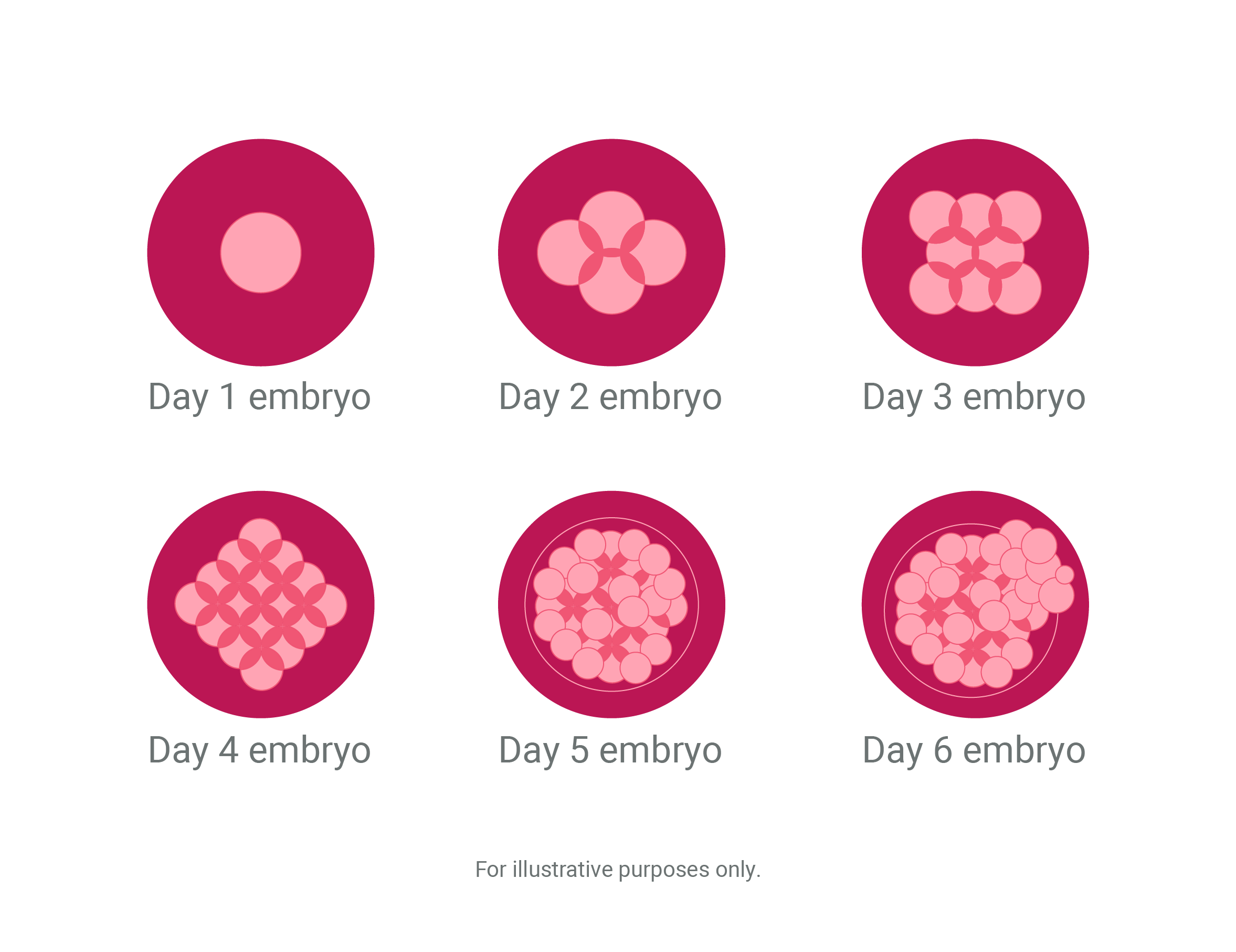 Phases of cells illustration