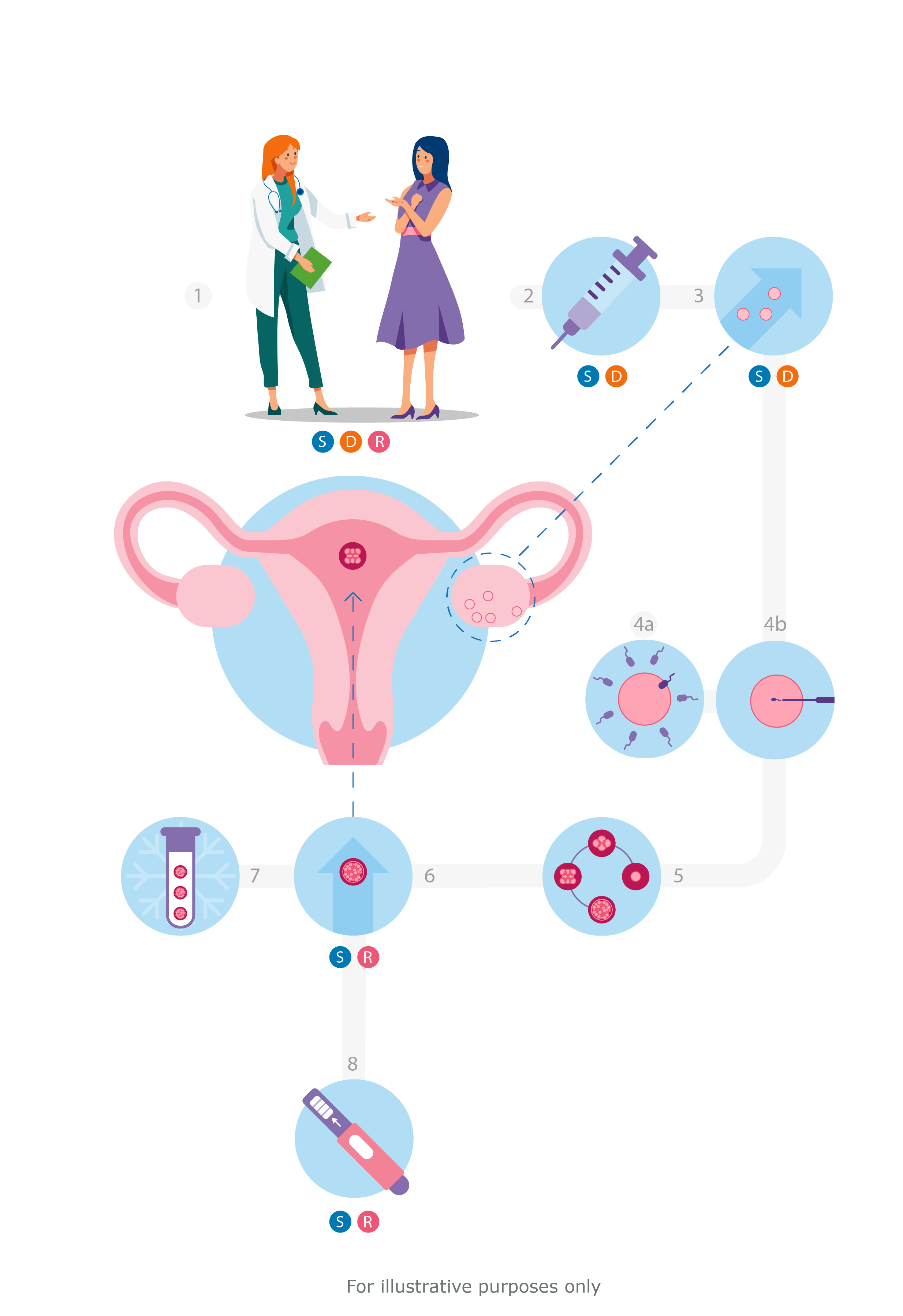 IVF Process illustration