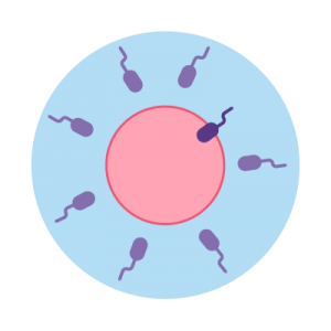 Step 4: Insemination