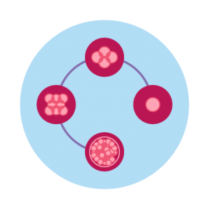 Step 5: Embryo Culture