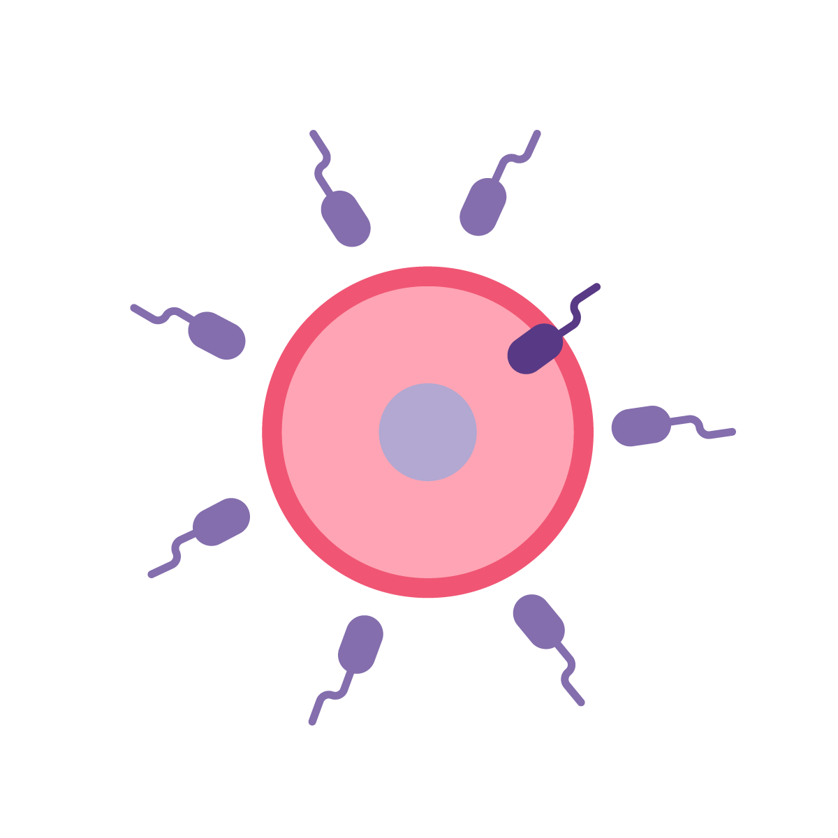 sperm penetrating egg illustration