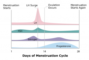 Mensturation Graph